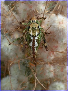 Green Bug