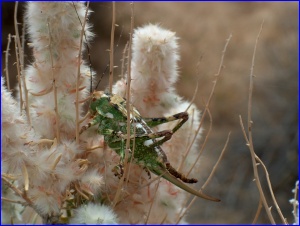 Green Bug Profile