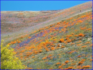 Poppies & Lupine