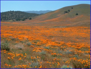 Poppy Hillside