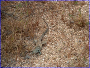 Western Whiptail Lizard