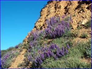Wild Lupine