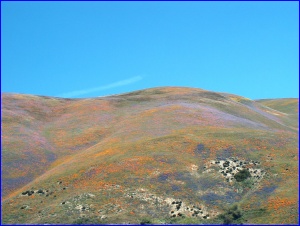 Wildflower Vista