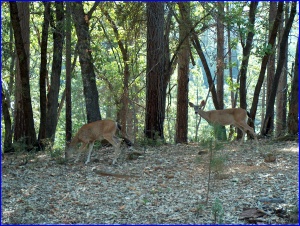 Black-Tailed Deer