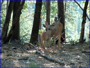 Doe & Fawn
