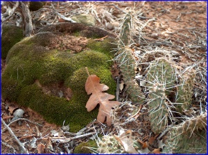 Desert Floor