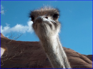 Ostrich At Hole