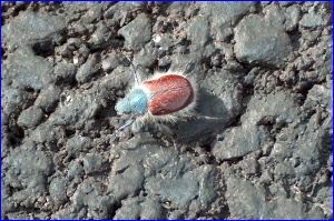 Amazing Bug