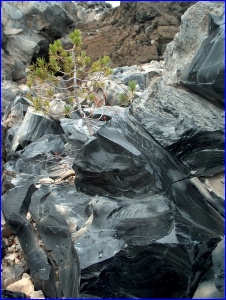 Lava Tree