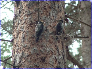 Three-Toed Woodpeckers