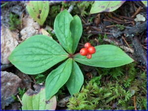 Bunchberries