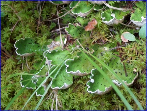 Unusual Forest Plant