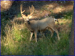 Mule Deer Buck