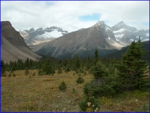 Meadow View