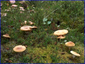 Mushrooms
