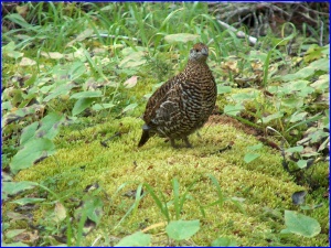 Spruce Grouse