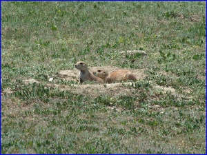 2 Prairie Dogs