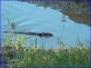 Beaver Swimming