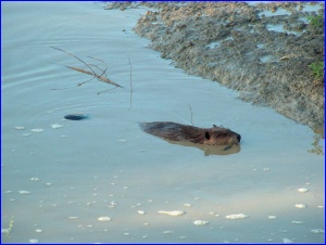 Beaver With Stick