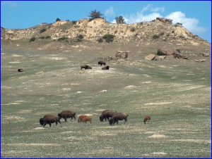 Bison Herd