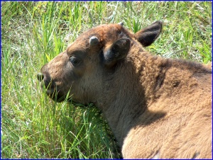 Calf Closeup