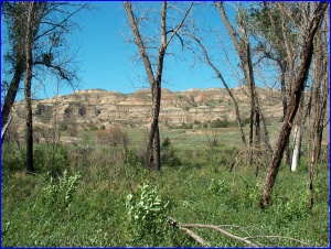 Cottonwoods and Butte