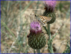 Fritillary On Thistle