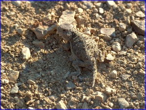 Short-horned Lizard
