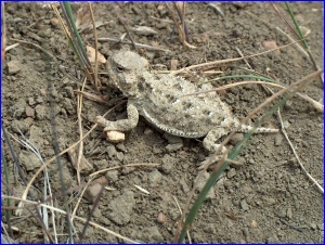 Short-horned Lizard again