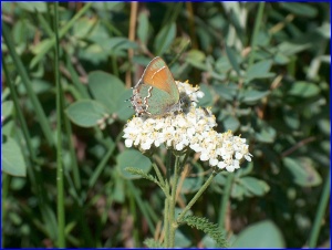 Juniper Hairstreak on Common Yarrow (I'm not making this up)