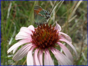 Juniper Hairstreak on Purple Coneflower