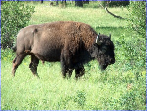 Lone Bull