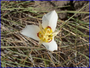 Mariposa Lily