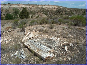 Petrified Log