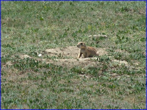 Prairie Dog