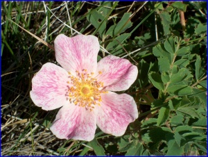 Prairie Rose