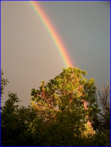Rainbow and Tree