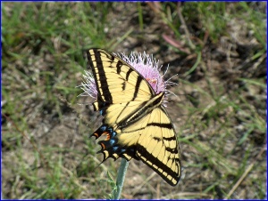 Tiger Swallowtail 1