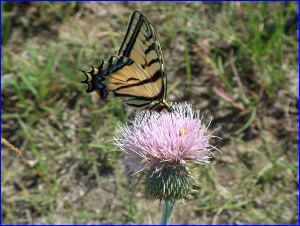 Tiger Swallowtail 2