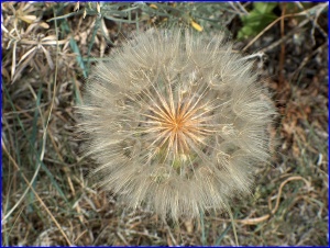 Western Salsify
