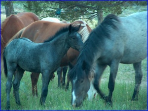 Wild Horses