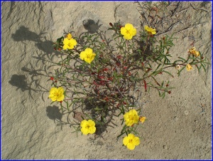 Yellow Evening Primrose