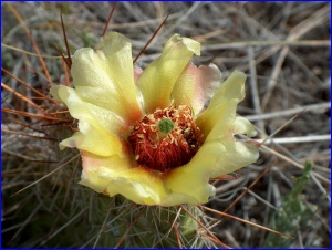 Yellow Prickly Pear