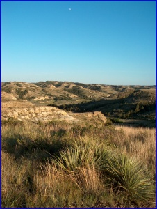 Yucca and Moon