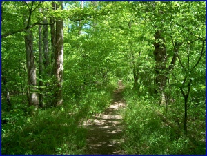 Green Trail