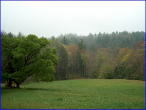 Morning Mist