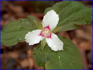 Painted Trillium