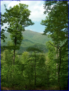 Pisgah National Forest