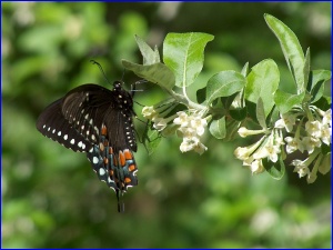Spicebush Swallowtail