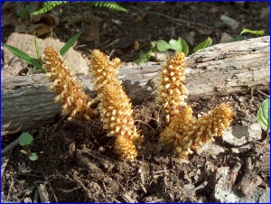 Squawroot